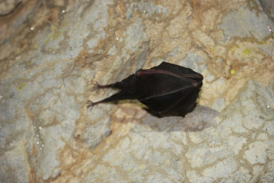 Rhinolophus hipposideros