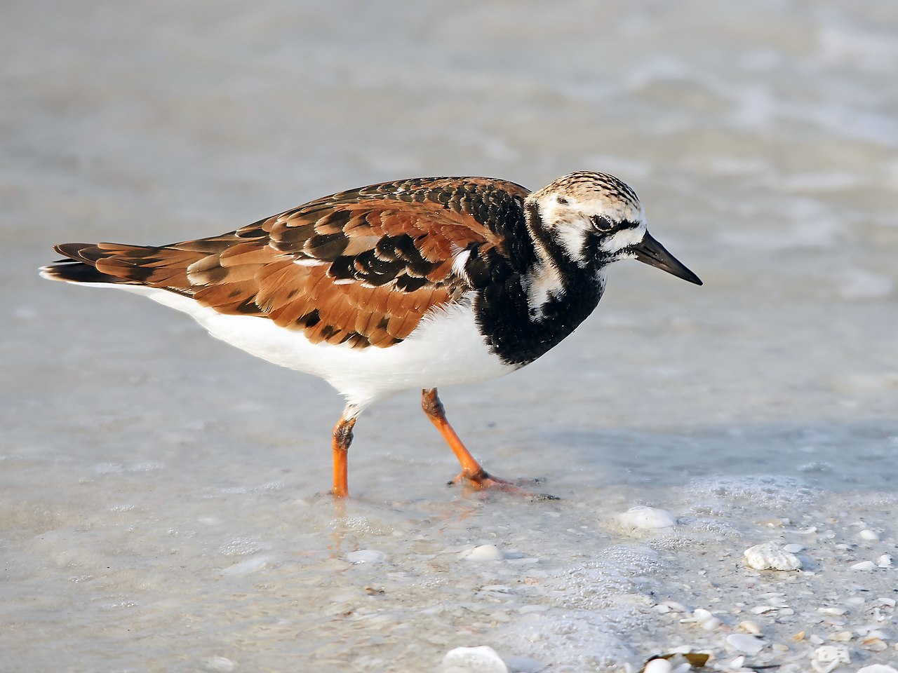 Arenaria interpres - foto Hans Hillewaert - izvor Wikipedia